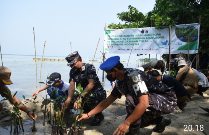  Peringati Hari Mangrove Sedunia, Pushidrosal Tanam Mangrove di Pulau Tidung Kepulauan Seribu