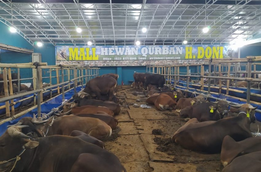  Siapkan 200 sapi Ready Stock, Mall Hewan Qurban H Doni tawarkan Konsep Unik SPG Maskapai Timur Tengah